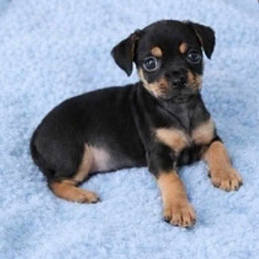 Beau is registered to the contest to win money with this photo: puppy, dog, black_and_tan, lying_down, blue_blanket, cute, small, young, pet, animal, fur, ears, eyes, paw, indoors, soft_texture, resting, looking, adorable, companion