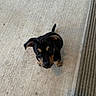 puppy, dog, small, black_and_tan, curious, looking_up, concrete_floor, indoors, tail, ears, shadow, doormat, plastic_container, cute, pet, young, animal, companion, adorable, waiting