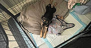 Beau Alexander joined the competition — help win amazing prizes! puppy, dog, pet_bed, blanket, cage, playpen, floor, absorbent_pad, indoor, black_dog, tan_dog, looking_up, cozy, resting, young_dog, animal, cute, fenced_area, home, comfort