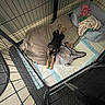 puppy, dog, pet_bed, blanket, cage, playpen, floor, absorbent_pad, indoor, black_dog, tan_dog, looking_up, cozy, resting, young_dog, animal, cute, fenced_area, home, comfort