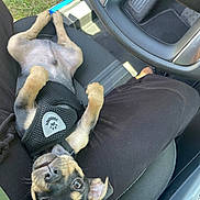 Beau Alexander is registered to the contest to win money with this photo: puppy, dog, pet, car_interior, lap, black_harness, seat, open_car_door, grass, relaxing, cute, looking_up, small_dog, animal, domestic_animal, person, clothing, black_pants, sunlight, floor_mat