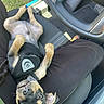 puppy, dog, pet, car_interior, lap, black_harness, seat, open_car_door, grass, relaxing, cute, looking_up, small_dog, animal, domestic_animal, person, clothing, black_pants, sunlight, floor_mat