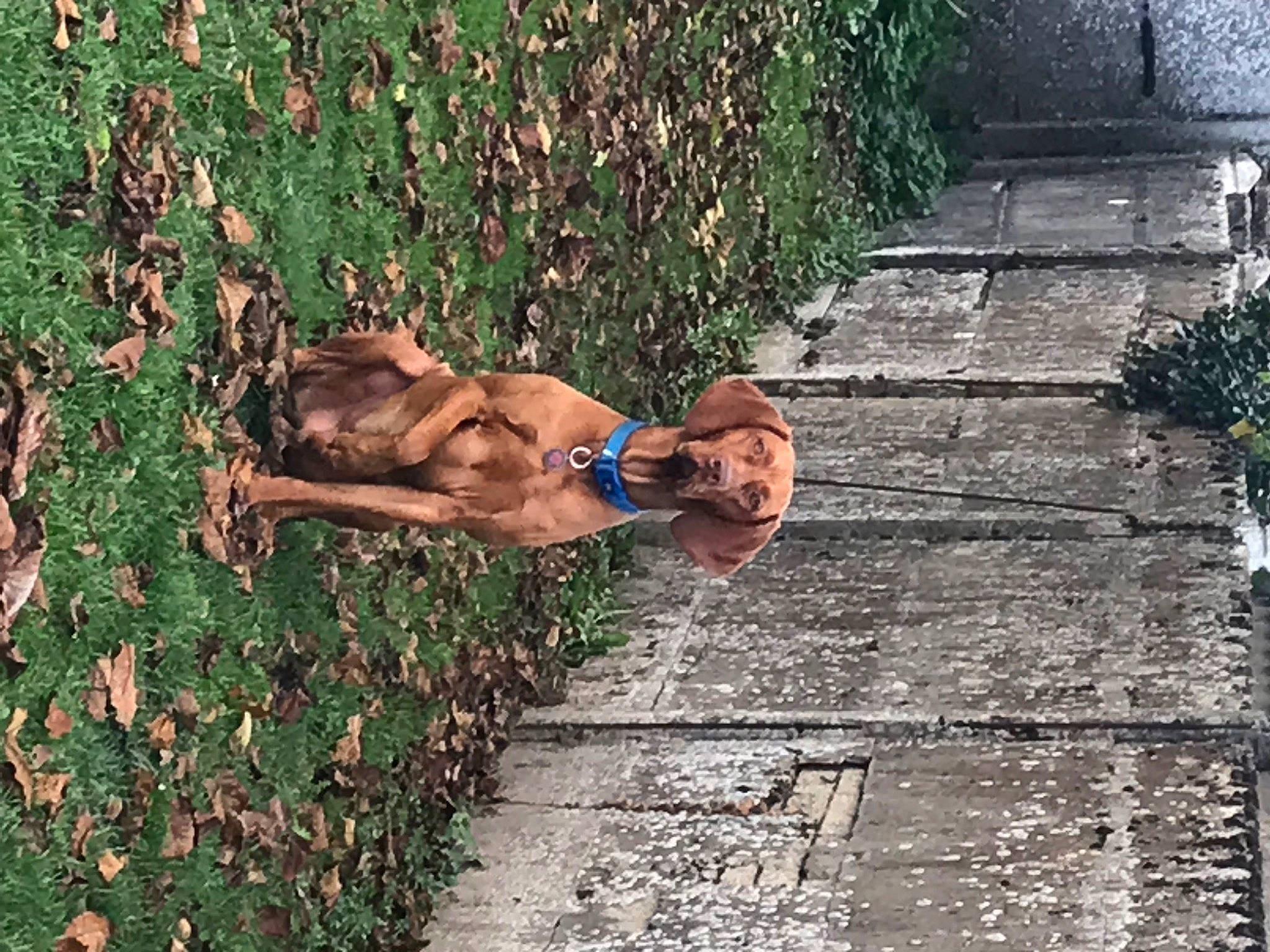 Scotty participe au concours pour gagner de l'argent avec cette photo : asphalt, brick, fawn, garden, grass, grass_family, groundcover, human_body, human_leg, landscape, leisure, people_in_nature, plant, road_surface, shadow, shrub, sidewalk, sunglasses, water, wood