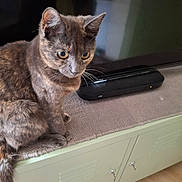 Dusty is registered to the contest to win money with this photo: cat, tortoiseshell, pet, indoor, cabinet, mat, electronic_device, curious, feline, whiskers, ears, tail, floor, home, furniture, closeup, domestic, animal, sitting, alert