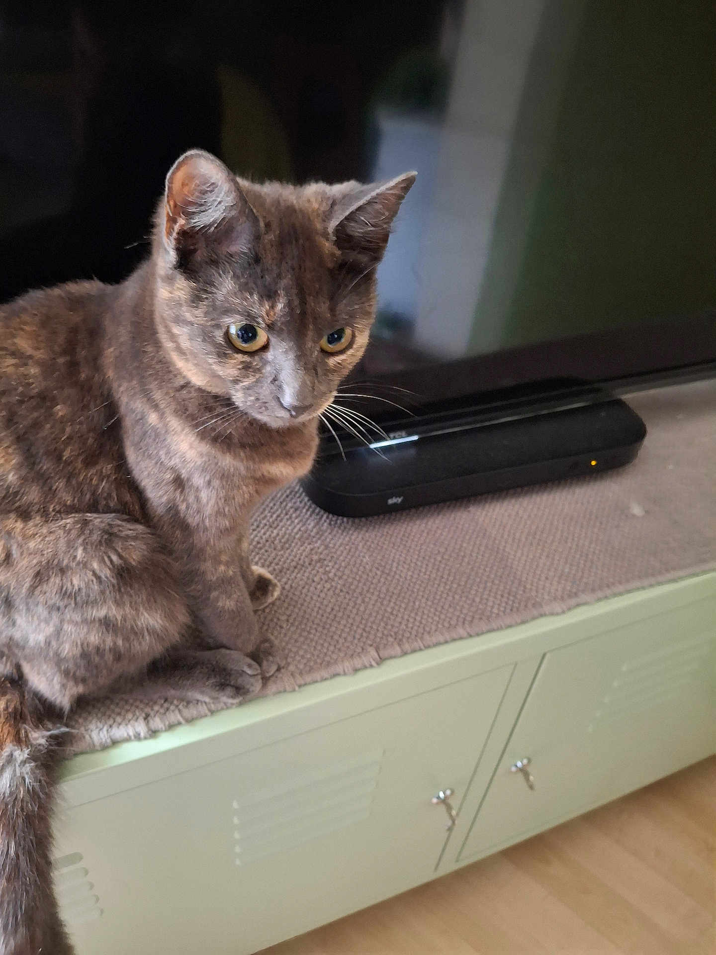 Dusty is registered to the contest to win money with this photo: cat, tortoiseshell, pet, indoor, cabinet, mat, electronic_device, curious, feline, whiskers, ears, tail, floor, home, furniture, closeup, domestic, animal, sitting, alert