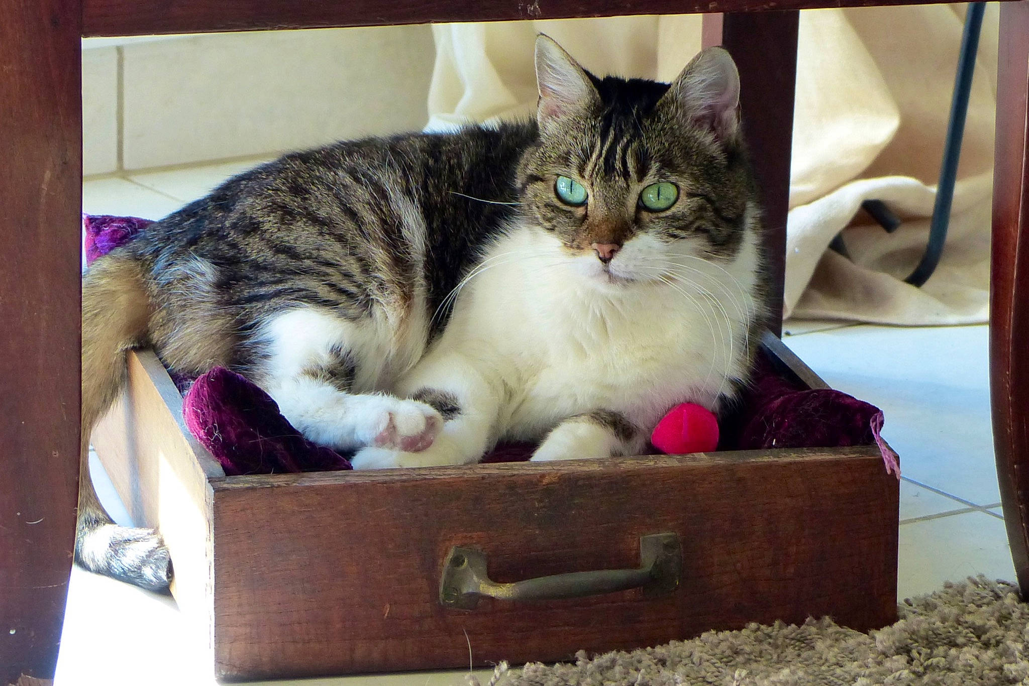 Gribouille a rejoint le concours — aidez-le/la à gagner de superbes lots ! basket, box, carnivore, cat, cat_furniture, cat_supply, collar, comfort, domestic_short_haired_cat, felidae, fur, paw, pet_supply, shipping_box, small_to_medium_sized_cats, snout, storage_basket, whiskers, wicker, wood