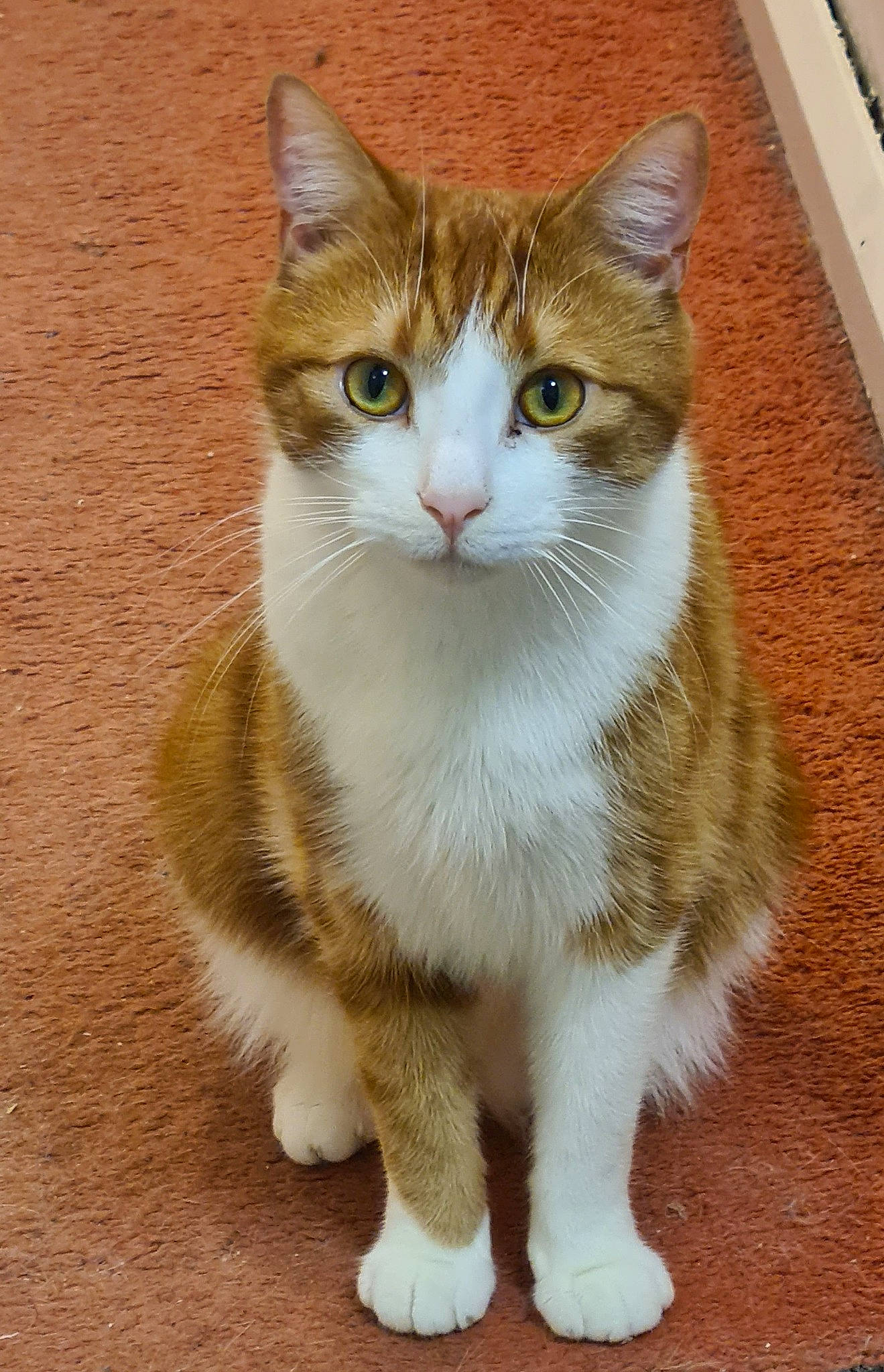 Timmy is registered to the contest to win money with this photo: art, carnivore, cat, claw, domestic_short_haired_cat, fawn, felidae, foot, fur, paw, sitting, small_to_medium_sized_cats, snout, tail, terrestrial_animal, whiskers, window