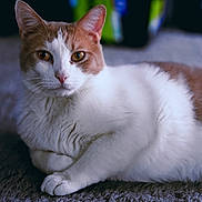 Timber is registered to the contest to win money with this photo: cat, ginger_and_white, pet, animal, indoor, carpet, fur, whiskers, ears, eyes, relaxed, laying_down, portrait, feline, cute, domestic_cat, close_up, mammal, soft, focus