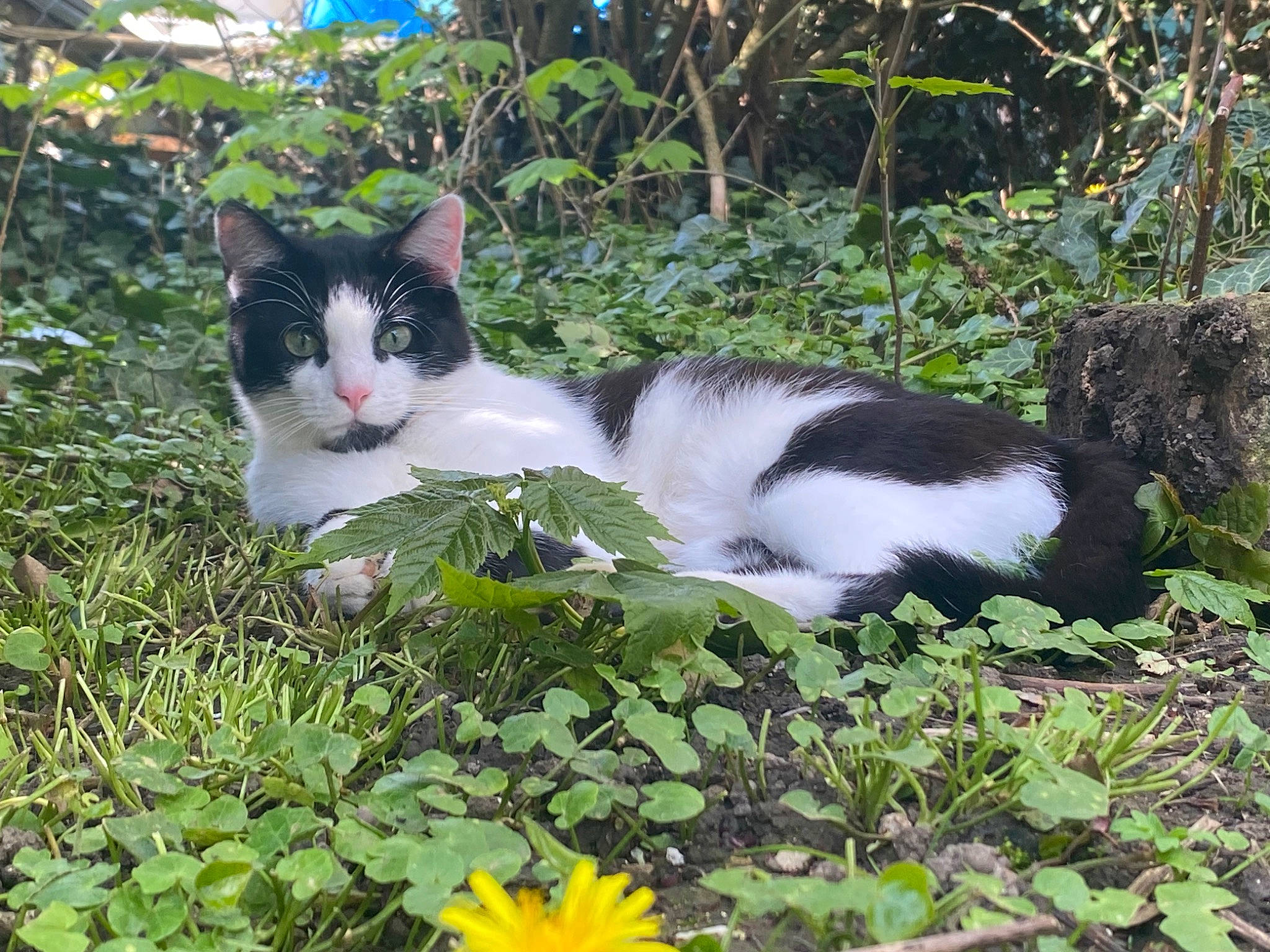 Mylo participe au concours pour gagner de l'argent avec cette photo : botany, carnivore, cat, domestic_short_haired_cat, felidae, flower, fur, garden, grass, groundcover, landscape, natural_landscape, plant, shrub, small_to_medium_sized_cats, tail, tree, vegetation, whiskers, wildlife