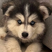 Bella participe au concours pour gagner de l'argent avec cette photo : husky, puppy, dog, blue_eyes, fur, fluffy, pet, animal, face, ears, nose, paws, resting, indoor, couch, tile_floor, closeup, cute, young, domestic