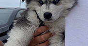 Bella participe au concours pour gagner de l'argent avec cette photo : puppy, dog, husky, blue_eyes, fluffy, fur, person, hand, white_shirt, outdoor, sky, car, animal, cute, pet, young, portrait, holding, mammal, friendly