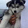 puppy, dog, husky, blue_eyes, fluffy, fur, person, hand, white_shirt, outdoor, sky, car, animal, cute, pet, young, portrait, holding, mammal, friendly