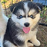 Bella participe au concours pour gagner de l'argent avec cette photo : puppy, dog, husky, blue_eyes, tongue_out, fluffy, sitting, outdoor, fence, grass, dirt, pet, young_dog, cute, animal, playful, nature, fur, small_dog, adorable