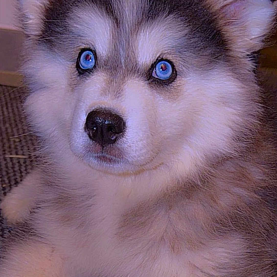 Bella participe au concours pour gagner de l'argent avec cette photo : husky, puppy, dog, blue_eyes, fluffy, fur, pet, indoor, carpet, curious, cute, animal, mammal, face, ears, nose, young, portrait, sitting, household