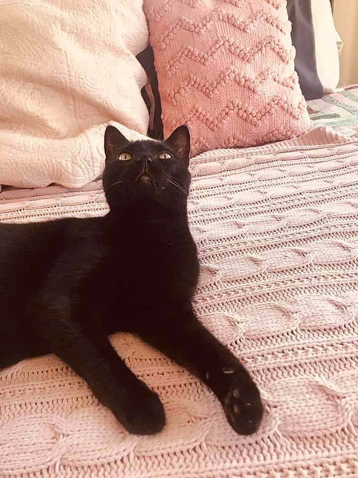 Bones joined the competition — help win amazing prizes! asian, black, black_cat, bombay, british_shorthair, carnivore, cat, domestic_short_haired_cat, felidae, fur, havana_brown, kitten, leg, linens, room, small_to_medium_sized_cats, tail, whiskers