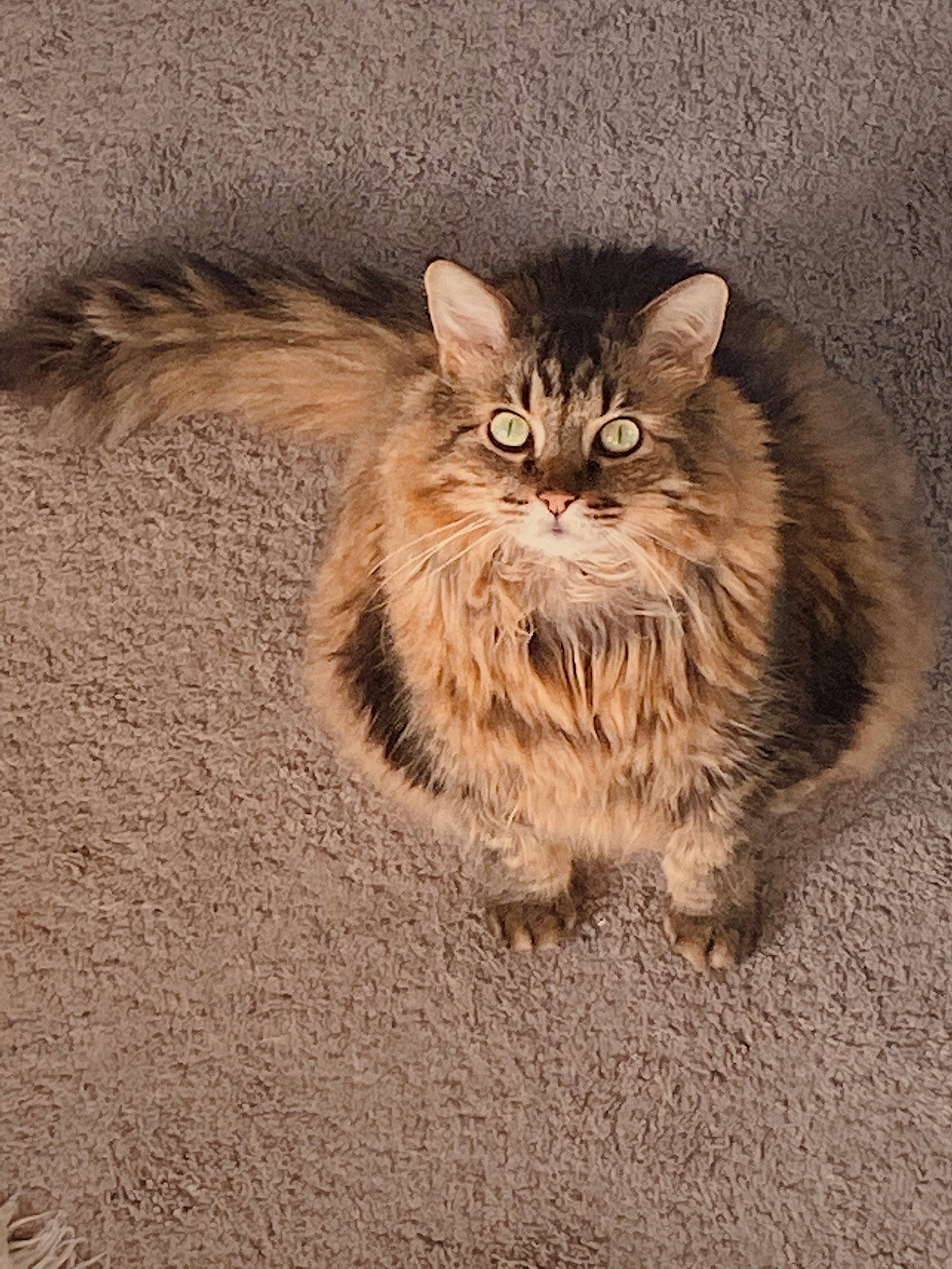 Fuzz is registered to the contest to win money with this photo: asian, asian_semi_longhair, british_semi_longhair, carnivore, cat, domestic_long_haired_cat, european_shorthair, felidae, fur, kitten, maine_coon, mammal, norwegian_forest_cat, pixie_bob, siberian, small_to_medium_sized_cats, tabby_cat, vertebrate, whiskers, wild_cat