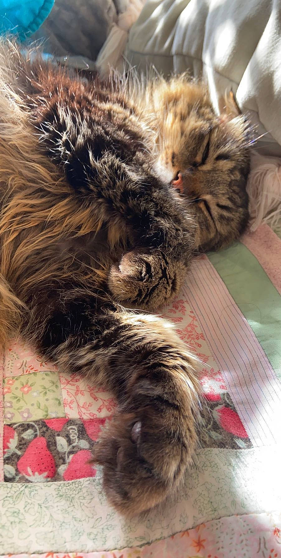 Fuzz is registered to the contest to win money with this photo: british_longhair, british_semi_longhair, carnivore, cat, domestic_long_haired_cat, european_shorthair, felidae, fur, kitten, maine_coon, norwegian_forest_cat, pixie_bob, siberian, small_to_medium_sized_cats, snout, tabby_cat, whiskers