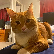 Guero joined the competition — help win amazing prizes! bed, cat, cozy, curious, curtains, ears, eyes, feline, fur, furniture, home, indoor, nose, orange_cat, paws, pet, resting, room, whiskers, white_paws