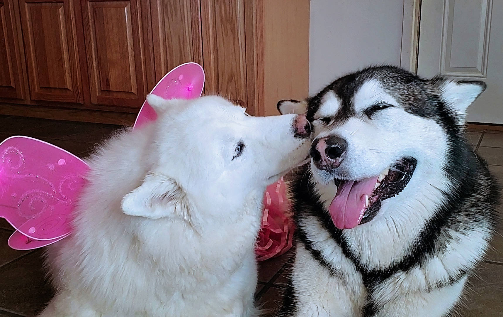 Monroe is registered to the contest to win money with this photo: alaskan_klee_kai, alaskan_malamute, ancient_dog_breeds, canadian_eskimo_dog, canidae, carnivore, dog, dog_breed, mammal, miniature_siberian_husky, native_american_indian_dog, rare_breed_dog, sakhalin_husky, samoyed, siberian_husky, sled_dog, snout, sporting_group, vertebrate, wolfdog