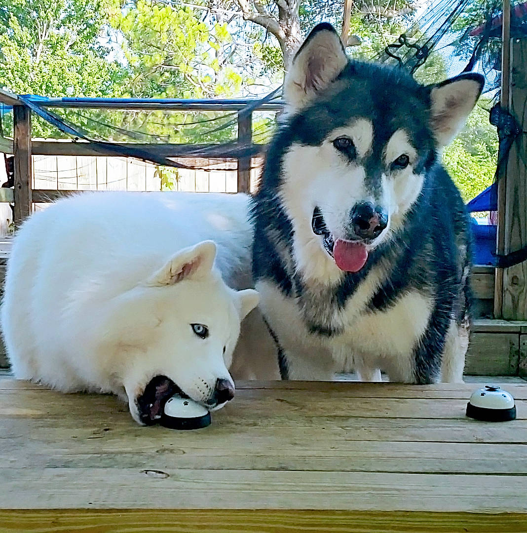Monroe joined the competition — help win amazing prizes! alaskan_malamute, ancient_dog_breeds, canadian_eskimo_dog, canidae, canis, carnivore, dog, dog_breed, greenland_dog, mammal, native_american_indian_dog, northern_inuit_dog, rare_breed_dog, sakhalin_husky, seppala_siberian_sleddog, siberian_husky, vertebrate, wildlife, wolfdog, working_dog