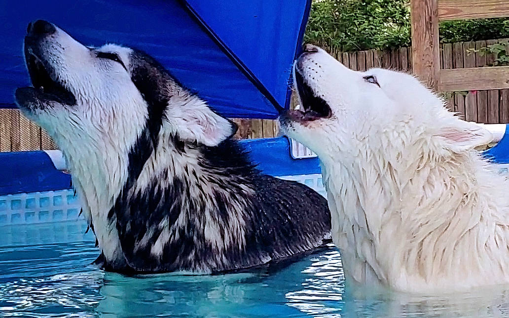 Monroe is registered to the contest to win money with this photo: berger_blanc_suisse, canidae, carnivore, dog, dog_breed, mammal, vertebrate, white_shepherd