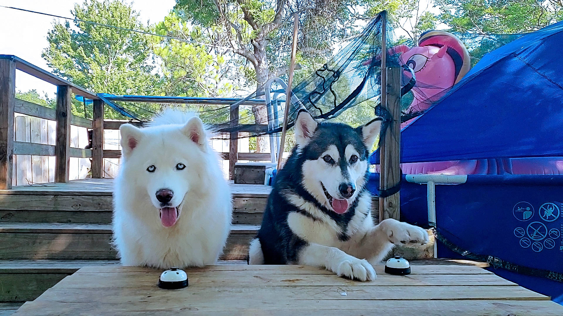 Monroe is registered to the contest to win money with this photo: alaskan_malamute, ancient_dog_breeds, canadian_eskimo_dog, canidae, canis, carnivore, dog, dog_breed, greenland_dog, mammal, northern_inuit_dog, rare_breed_dog, sakhalin_husky, samoyed, siberian_husky, sled_dog, spitz, vehicle, vertebrate, working_dog