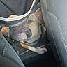 Kyra participe au concours pour gagner de l'argent avec cette photo : animal, backseat, black_fur, brown_fur, canine, car, car_interior, dog, floppy_ears, happy, indoors, mesh_barrier, open_mouth, pet, portrait, road_trip, sitting, smiling, travel, vehicle