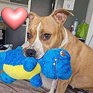 Kyra participe au concours pour gagner de l'argent avec cette photo : animal, blue_toy, brown_fur, couch, cuddling, cute, dog, expressive_eyes, floppy_ears, heart_emoji, home, indoor, pet, photography, plush_toy, portrait, sitting, soft_blanket, stuffed_animal, white_markings