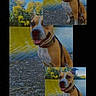 animal, black_background, collage, collar, dog, happy, lake, lakeside, leash, nature, outdoor, pet, portrait, repeated_images, smiling, summer, sunny, trees, tuesday, water