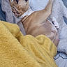 Kyra participe au concours pour gagner de l'argent avec cette photo : animal, bed, blanket, brown_and_white, cozy, dog, eyes, face, floppy_ears, gray_blanket, home, indoor, lying_down, paws, pet, playful, relaxed, short_hair, upside_down, yellow_blanket