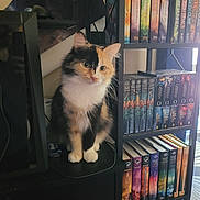 Cali joined the competition — help win amazing prizes! animal, black_shelf, books, bookshelf, calico_cat, calm, cat, closeup, colorful_books, cozy, curious, domestic_cat, feline, furniture, furry, household, indoor, pet, shelf, sitting