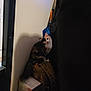 Cali is registered to the contest to win money with this photo: animal, backpack, box, calico_cat, cat, coat, corner, curiosity, curious, dim_light, feline, fur, hanging_clothes, household_item, indoor, pet, quiet, resting, shadow, soft_light