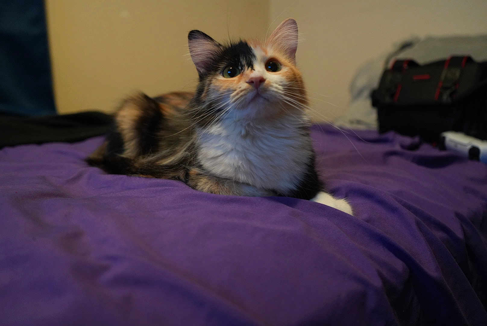 Cali