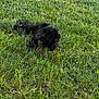 dog, black_dog, grass, outdoor, pet, animal, nature, green, canine, fur, relaxed, laying_down, sunlight, field, summer, playful, happy, closeup, daytime, mammal