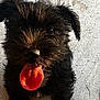 Sonny is registered to the contest to win money with this photo: puppy, dog, black_fur, tongue_out, pet, animal, outdoor, sidewalk, grass, sunlight, happy, playful, cute, fur, mammal, young_dog, canine, small_dog, closeup, sitting