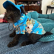 Sonny joined the competition — help win amazing prizes! animal, bed, black_dog, blue_shirt, canine, casual_clothing, cozy, dog, dresser, floral_pattern, furniture, hooded_shirt, indoor, pet, pet_bed, portrait, quilted_bedspread, sitting, small_dog, television