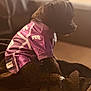 Sonny is registered to the contest to win money with this photo: dog, puppy, clothing, purple, jersey, blanket, indoor, pet, furry, small_dog, sitting, black_dog, cozy, soft_light, looking_away, fur, domestic_animal, cute, resting, warm_tone