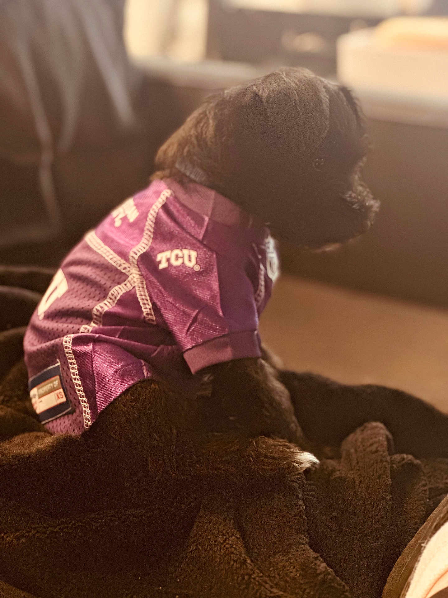 Sonny is registered to the contest to win money with this photo: dog, puppy, clothing, purple, jersey, blanket, indoor, pet, furry, small_dog, sitting, black_dog, cozy, soft_light, looking_away, fur, domestic_animal, cute, resting, warm_tone
