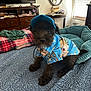 Sonny is registered to the contest to win money with this photo: bed, black_dog, blue_hat, blue_shirt, casual, clothing, cozy, dog, dog_bed, dresser, furniture, hat, indoor, mirror, natural_light, pet, puppy, quilt, small_dog, window_blinds