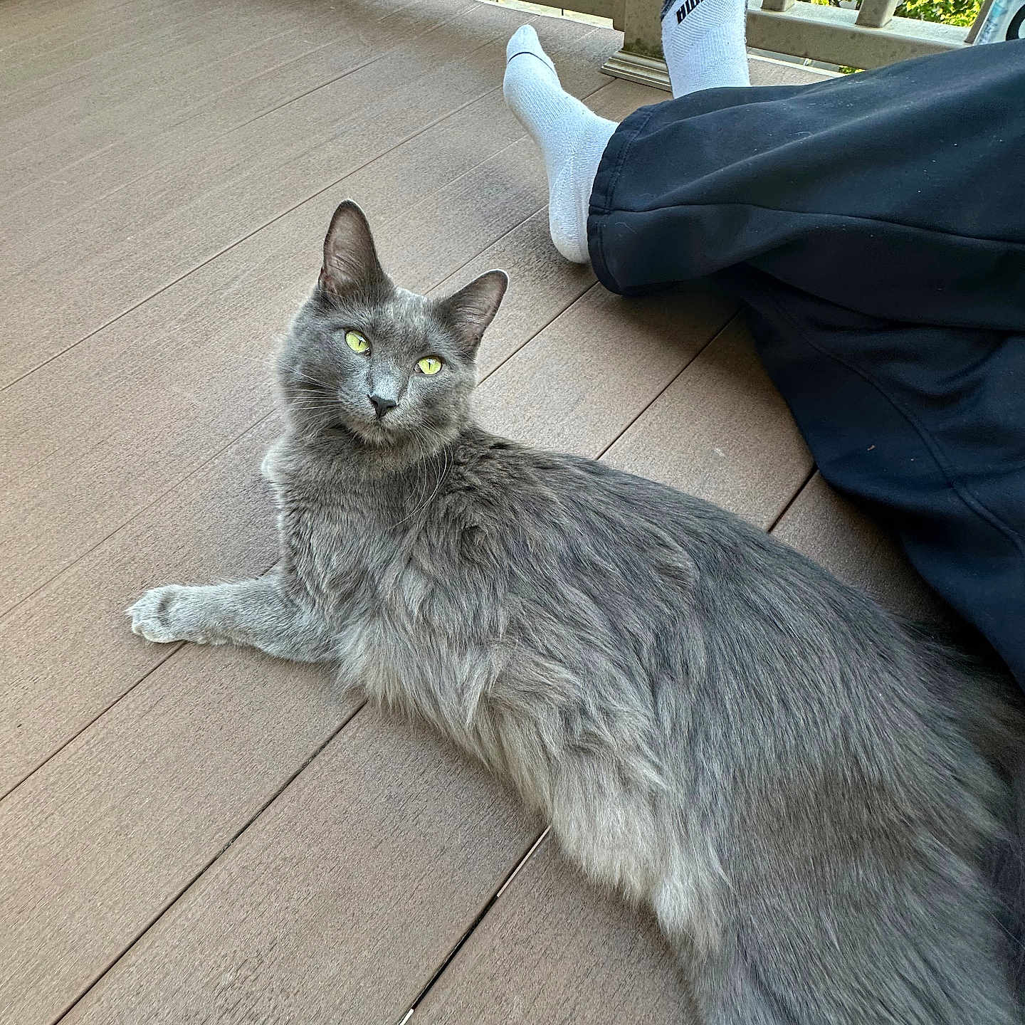 Eros is registered to the contest to win money with this photo: animal, architecture, building, cat, clothing, deck, footwear, hardwood, hosiery, house, housing, indoors, interiordesign, kitten, pants, pet, porch, shoe, sock, wood