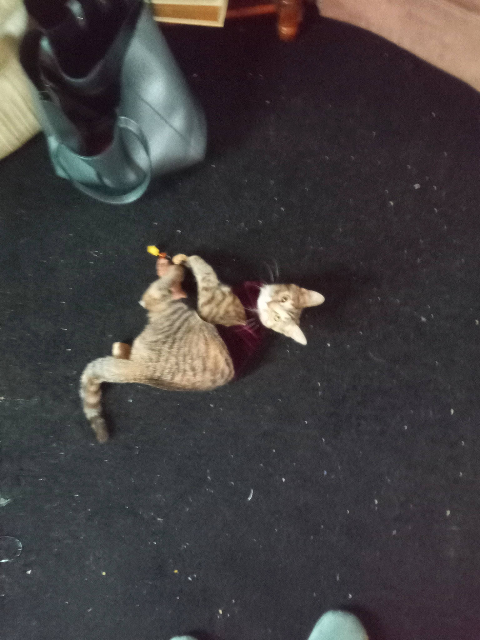 Lilly joined the competition — help win amazing prizes! asphalt, bivalve, claw, flooring, hardwood, ingredient, marine_invertebrates, paw, road_surface, room, serveware, shadow, shell, soil, still_life_photography, tail, wood