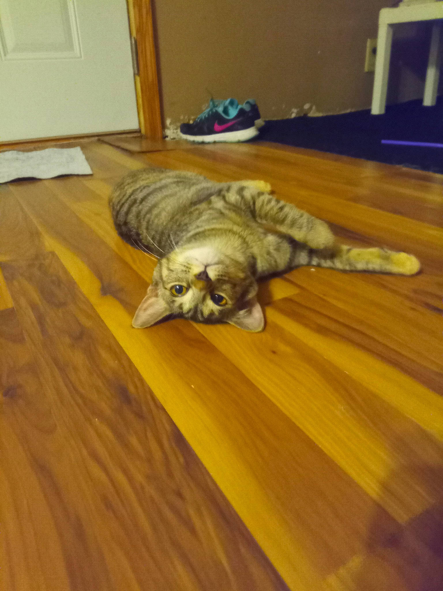 Lilly is registered to the contest to win money with this photo: carnivore, cat, comfort, companion_dog, dog_breed, fawn, felidae, floor, flooring, hardwood, laminate_flooring, plank, room, small_to_medium_sized_cats, tail, varnish, whiskers, wood, wood_flooring, wood_stain