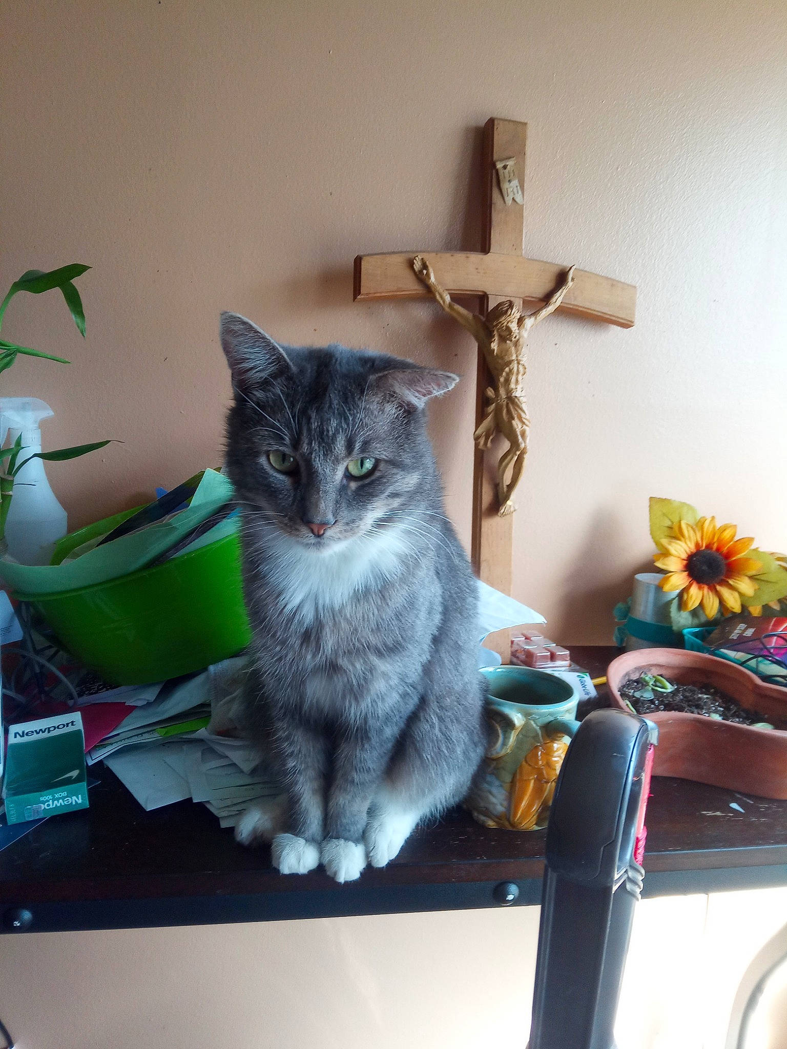 Smokie is registered to the contest to win money with this photo: carnivore, cat, chair, cross, domestic_short_haired_cat, felidae, flowerpot, fur, grey, houseplant, plant, religious_item, room, shelf, small_to_medium_sized_cats, symbol, tail, whiskers, window, wood