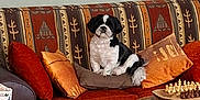 Verlaine a rejoint le concours — aidez-le/la à gagner de superbes lots ! dog, couch, pillow, chessboard, table, living_room, pet, furniture, decor, indoor, cozy, black_and_white, small_dog, patterned_fabric, wooden_table, seated, home, relaxing, orange, brown