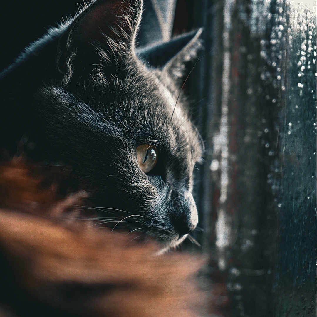 Cléo