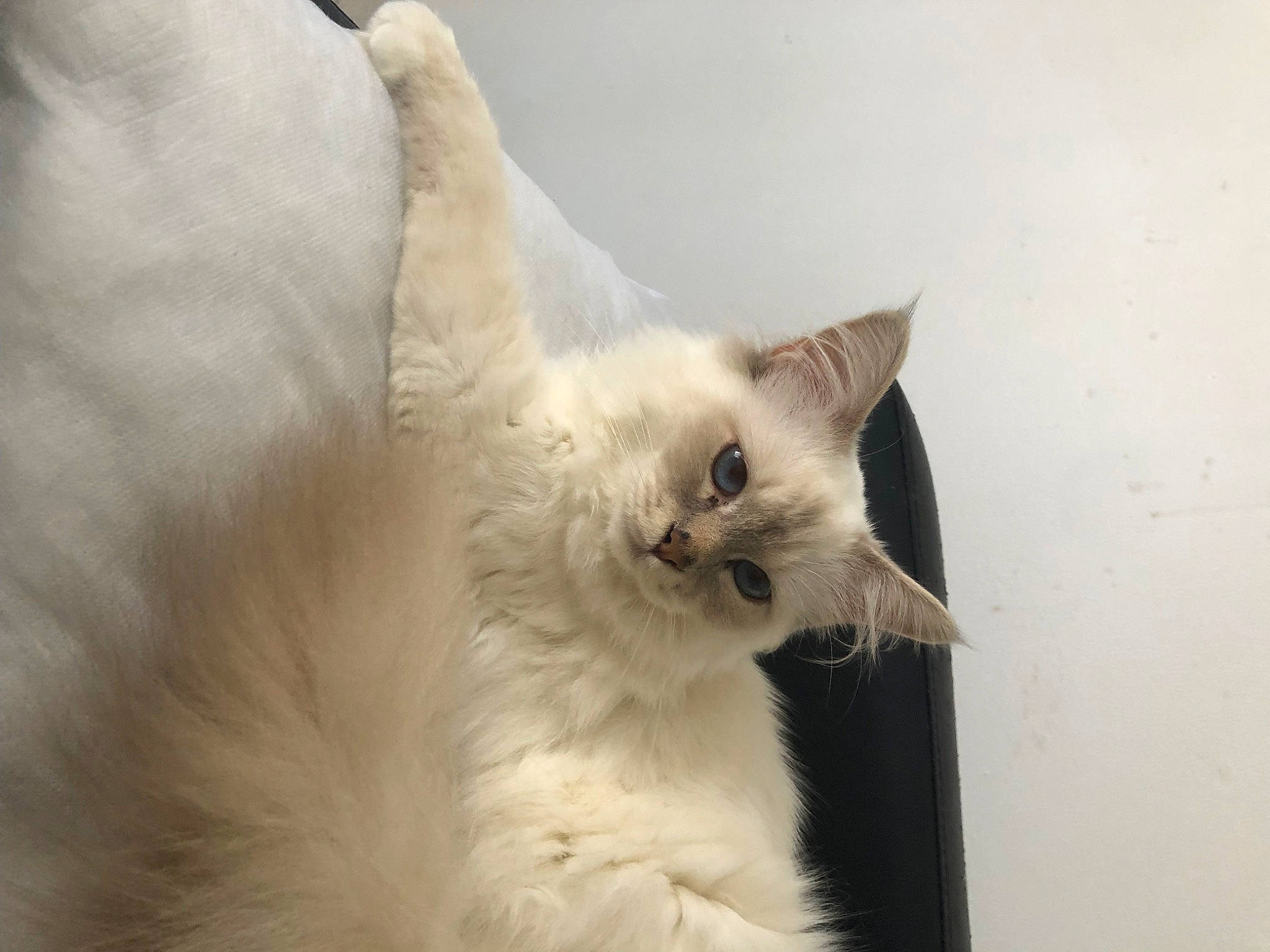 Sunday a rejoint le concours — aidez-le/la à gagner de superbes lots ! carnivore, cat, claw, comfort, eye, fawn, felidae, fur, paw, small_to_medium_sized_cats, snout, tail, whiskers