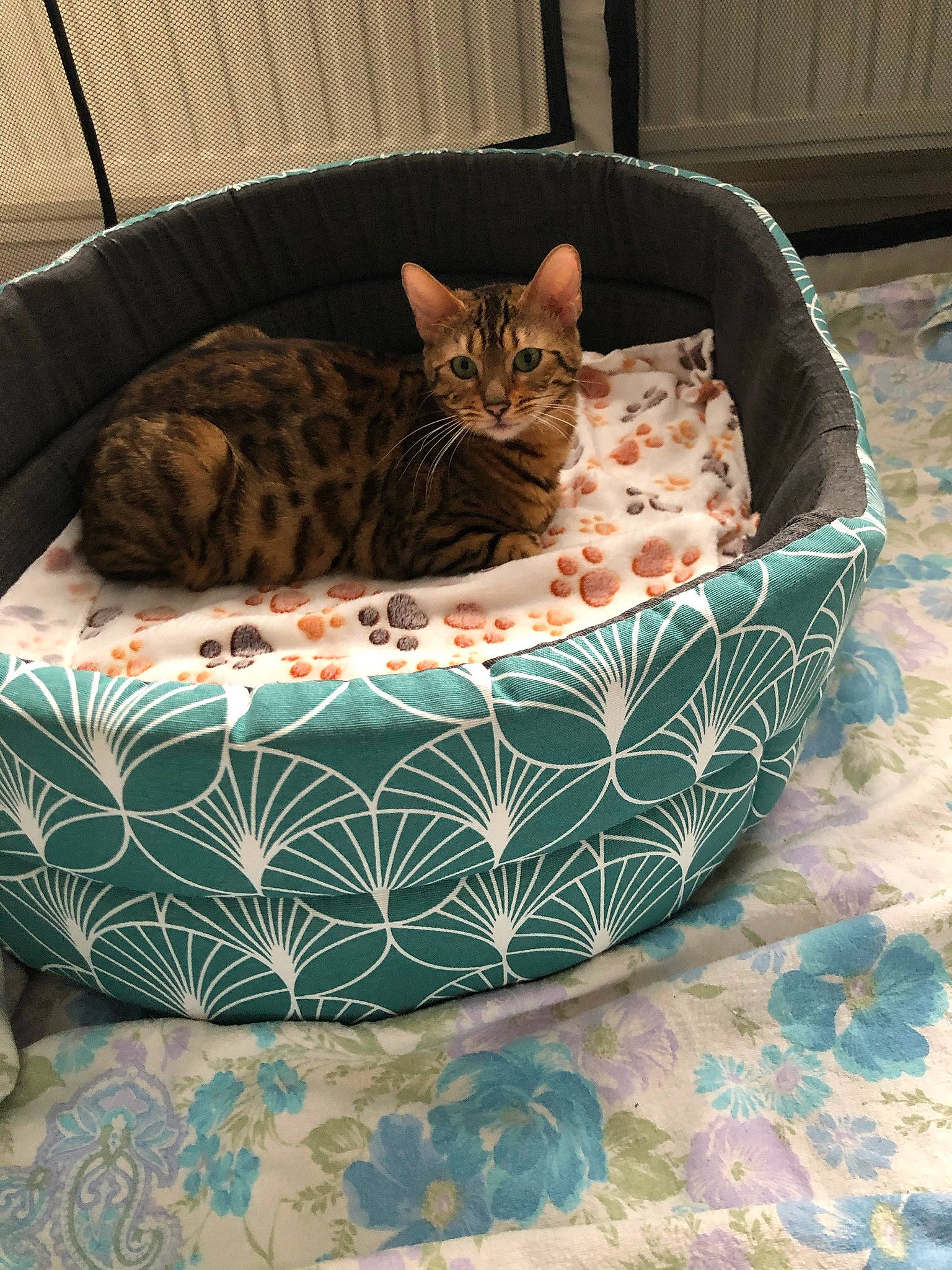 Perle a rejoint le concours — aidez-le/la à gagner de superbes lots ! bag, basket, bed, brown, carnivore, cat, cat_bed, cat_supply, comfort, couch, felidae, fur, linens, luggage_and_bags, pattern, pet_supply, recreation, small_to_medium_sized_cats, terrestrial_animal, whiskers