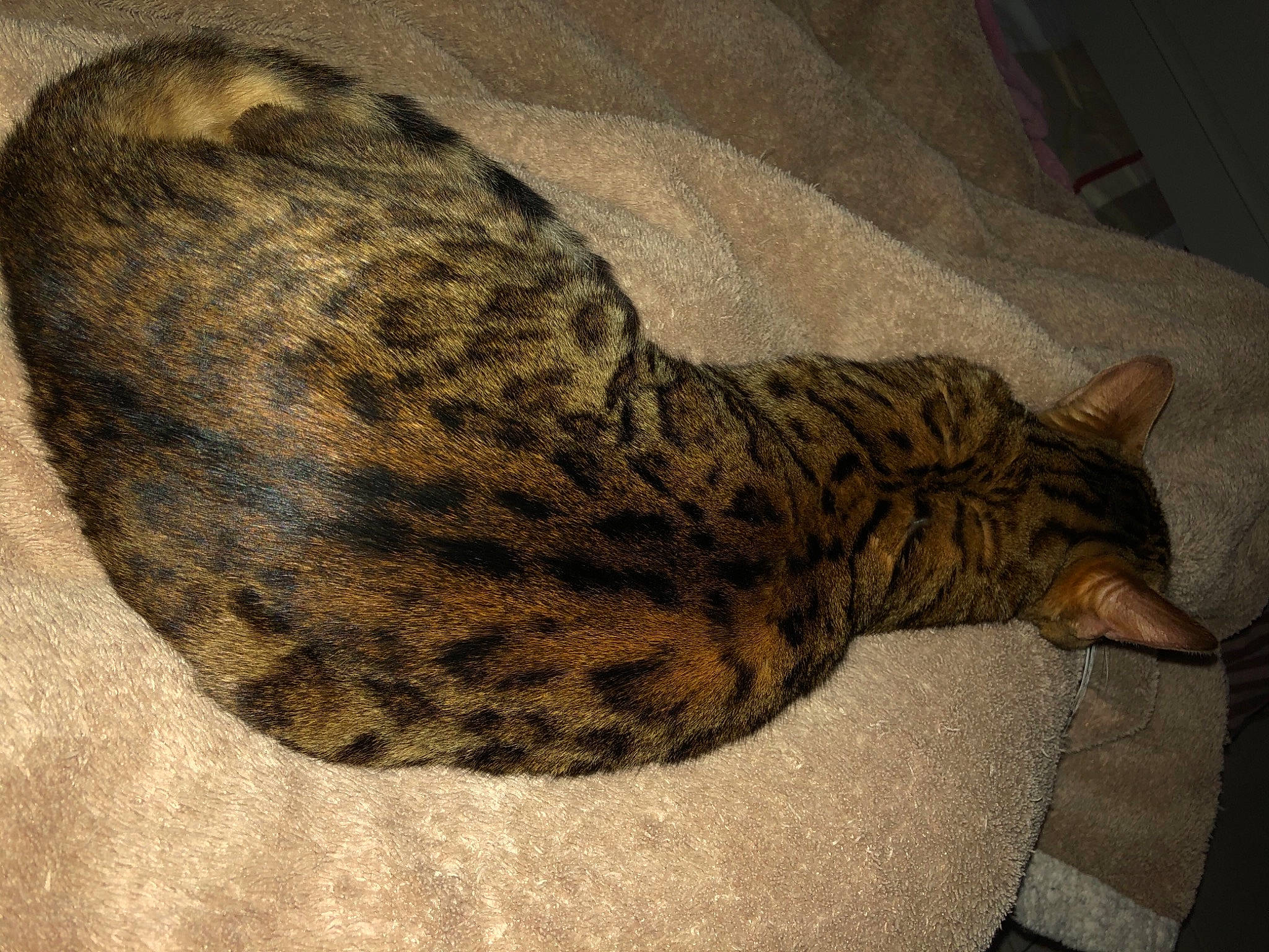 Perle a rejoint le concours — aidez-le/la à gagner de superbes lots ! big_cats, carnivore, cat, comfort, domestic_short_haired_cat, felidae, fur, pattern, plant, small_to_medium_sized_cats, tail, terrestrial_animal, tree, whiskers, wildlife, wood