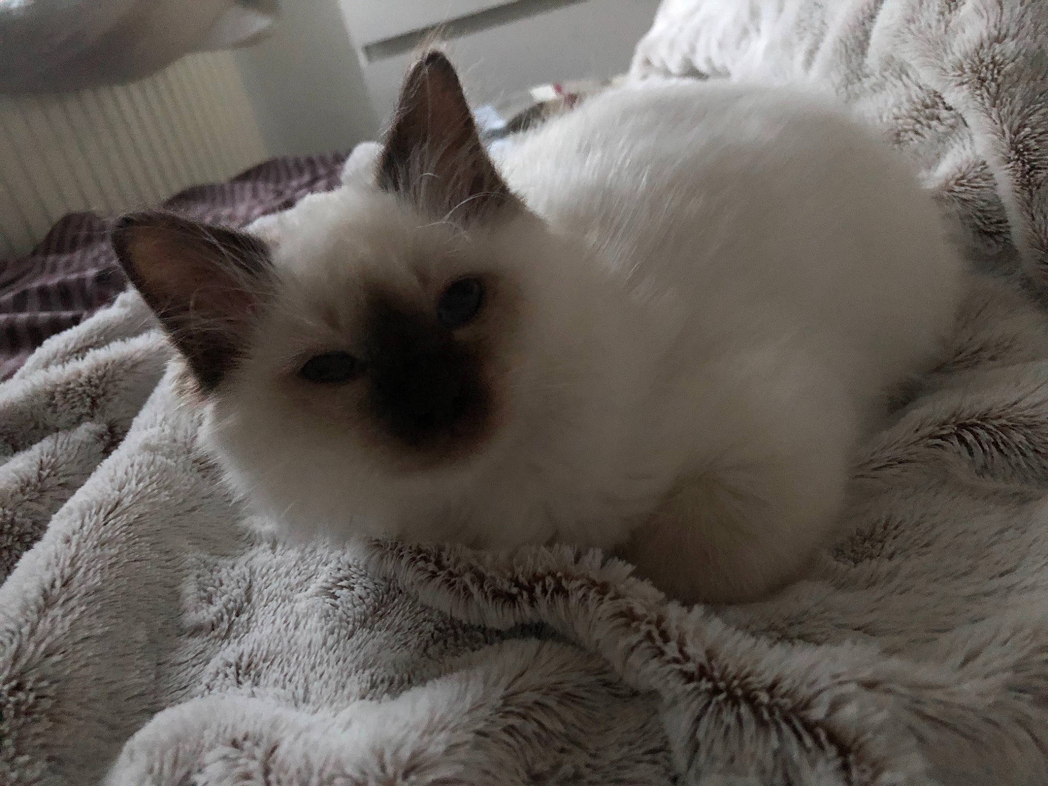 Sissi a rejoint le concours — aidez-le/la à gagner de superbes lots ! balinese, birman, carnivore, cat, claw, comfort, fang, fawn, felidae, fur, iris, siamese, small_to_medium_sized_cats, snout, tail, terrestrial_animal, whiskers