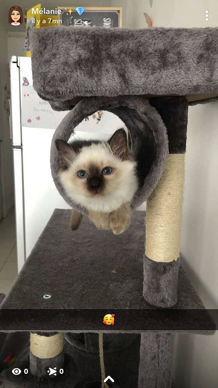 Sissi participe au concours pour gagner de l'argent avec cette photo : balinese, birman, cabinetry, carnivore, cat, cat_supply, chair, eye, fawn, felidae, fur, kitchen_appliance, siamese, small_to_medium_sized_cats, snout, tail, thai, tonkinese, whiskers, wood